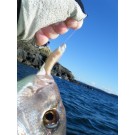 Chomp Fish May 12 005